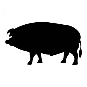 Folienaufkleber Tiermotiv Schwein 03