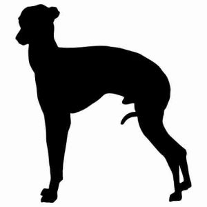 Aufkleber Hund Italienischer Greyhound