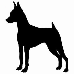 Aufkleber Hund Miniatur Pinscher 6