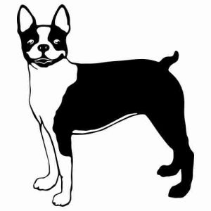 Aufkleber Hund Boston Terrier 5