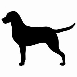 Aufkleber Hund Chesapeake Bay Rretriever 2