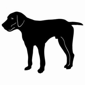 Aufkleber Hund German Shorthaired Pointer 3