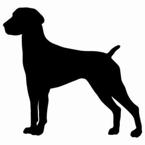 Aufkleber Hund German Shorthaired Pointer 4