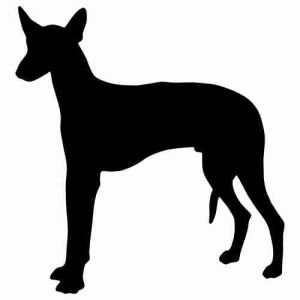 Aufkleber Hund Ibizan Hound