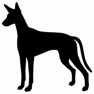 Aufkleber Hund Ibizan Hound 2