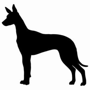 Aufkleber Hund Pharaoh Hound 2