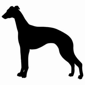 Aufkleber Hund Whippet 3