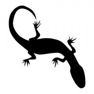 Folienaufkleber Tiermotiv Salamander 04