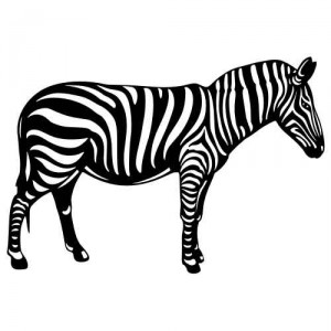 Animals 00 Zebra