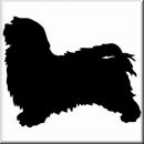 Aufkleber Hund Havanese