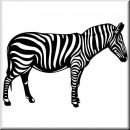 Animals 00 Zebra